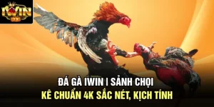Đá Gà Iwin | Sảnh Chọi Kê Chuẩn 4K Sắc Nét, Kịch Tính
